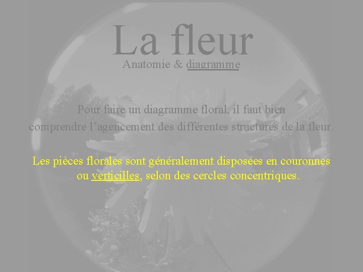 La fleur Anatomie & diagramme Pour faire un diagramme floral, il faut bien comprendre