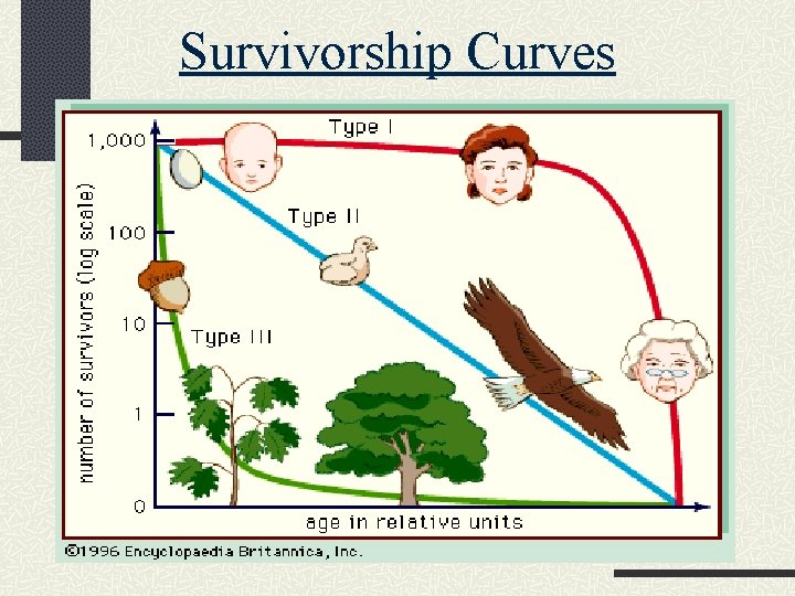 Survivorship Curves 