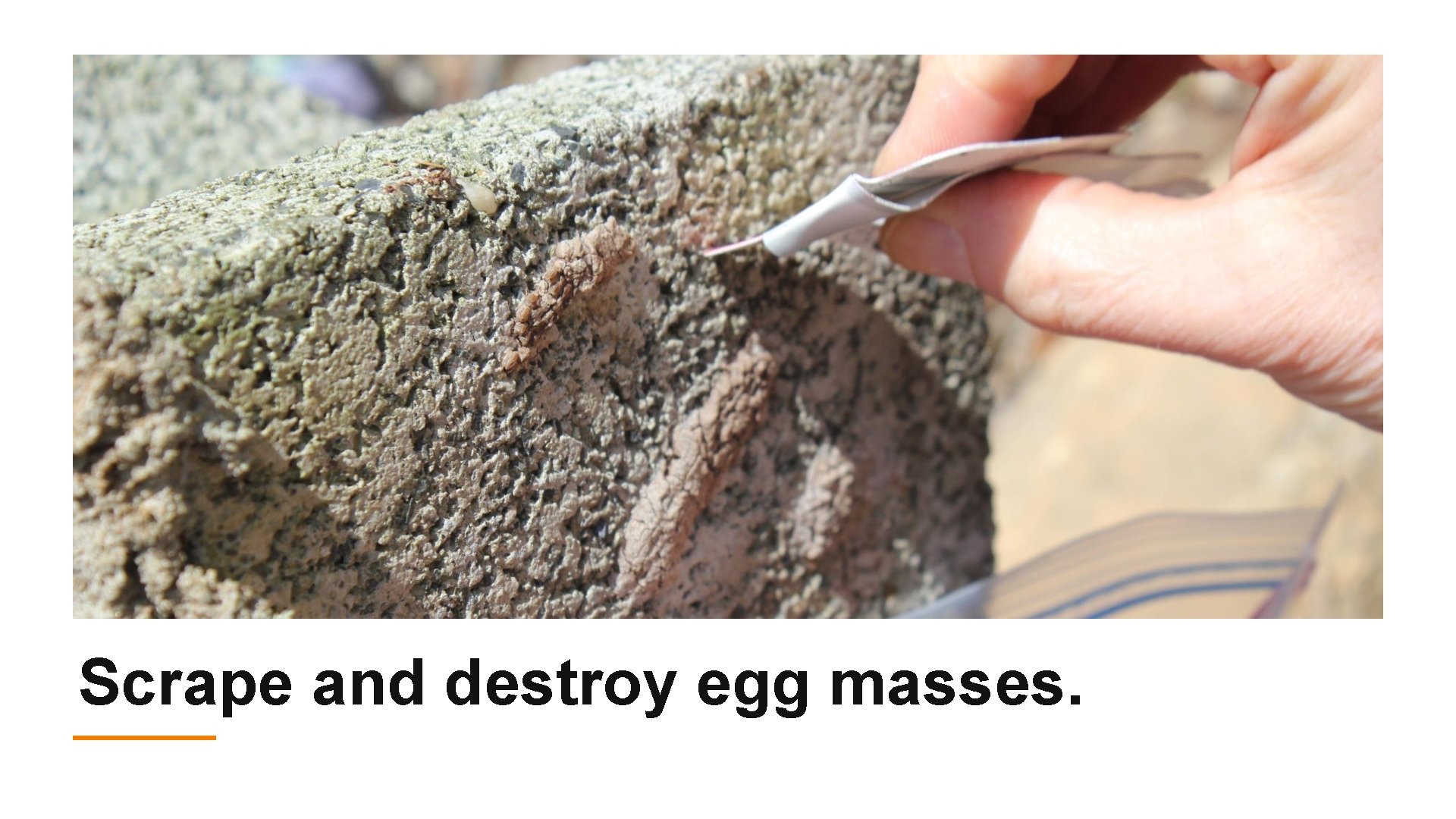 Scrape and destroy egg masses. 