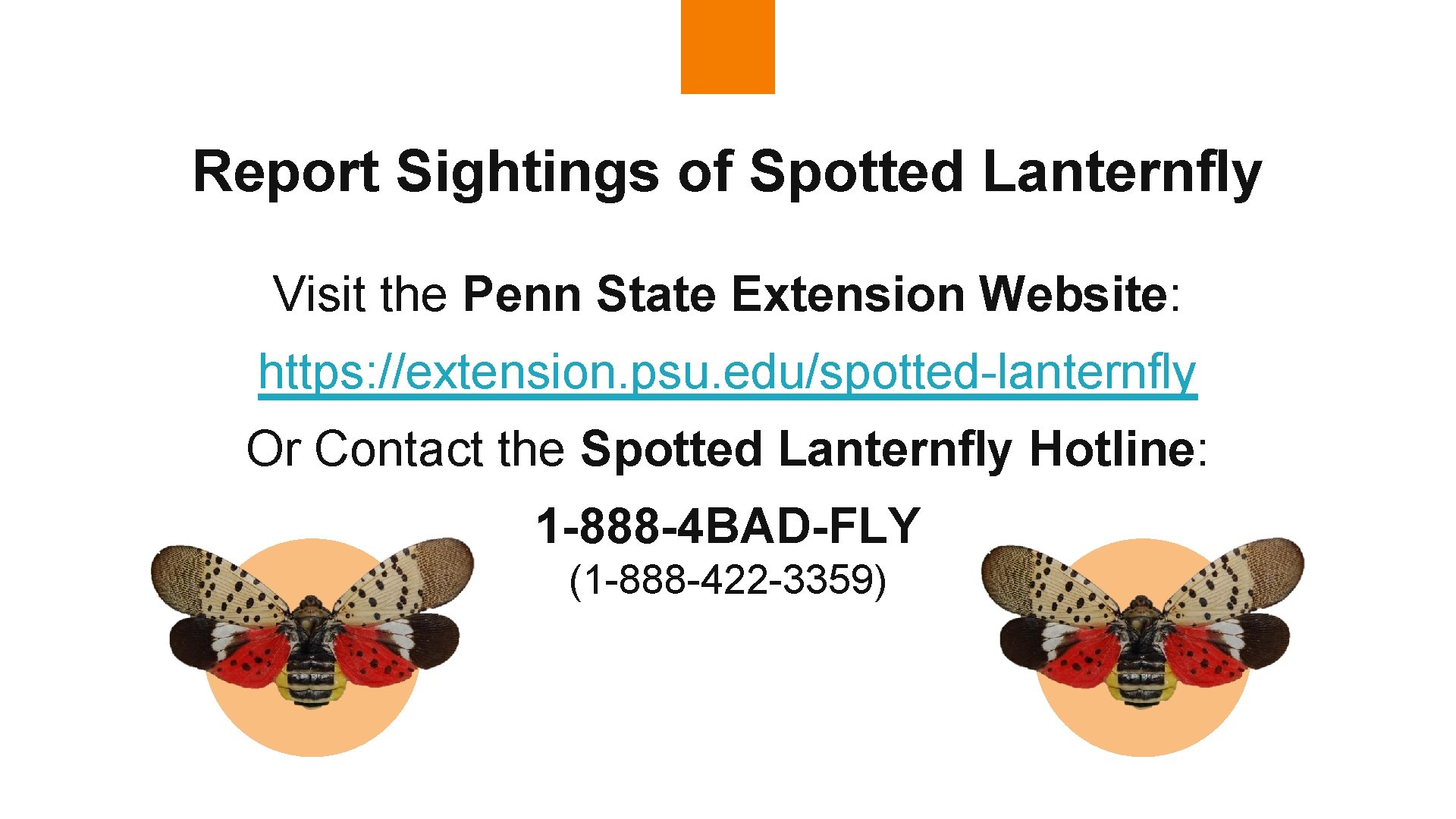 Report Sightings of Spotted Lanternfly Visit the Penn State Extension Website: https: //extension. psu.