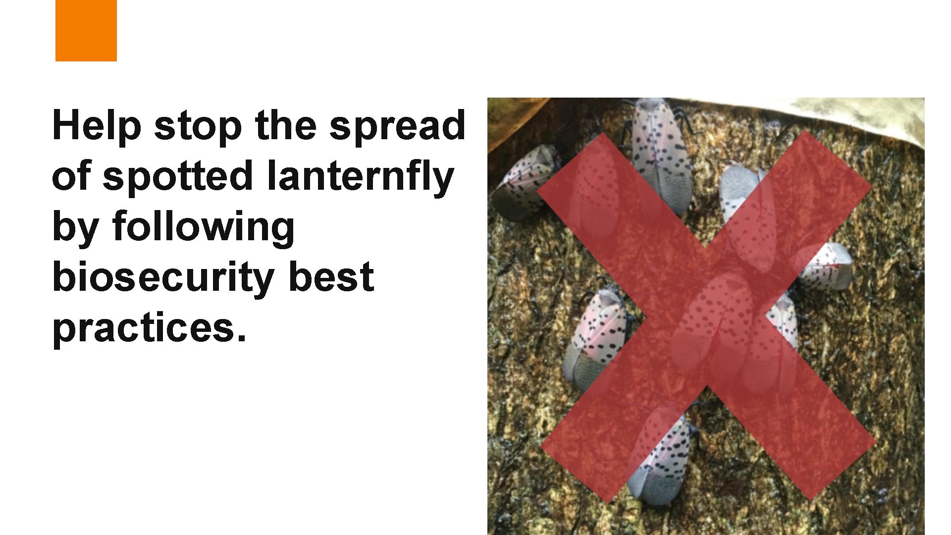 Help stop the spread of spotted lanternfly by following biosecurity best practices. 