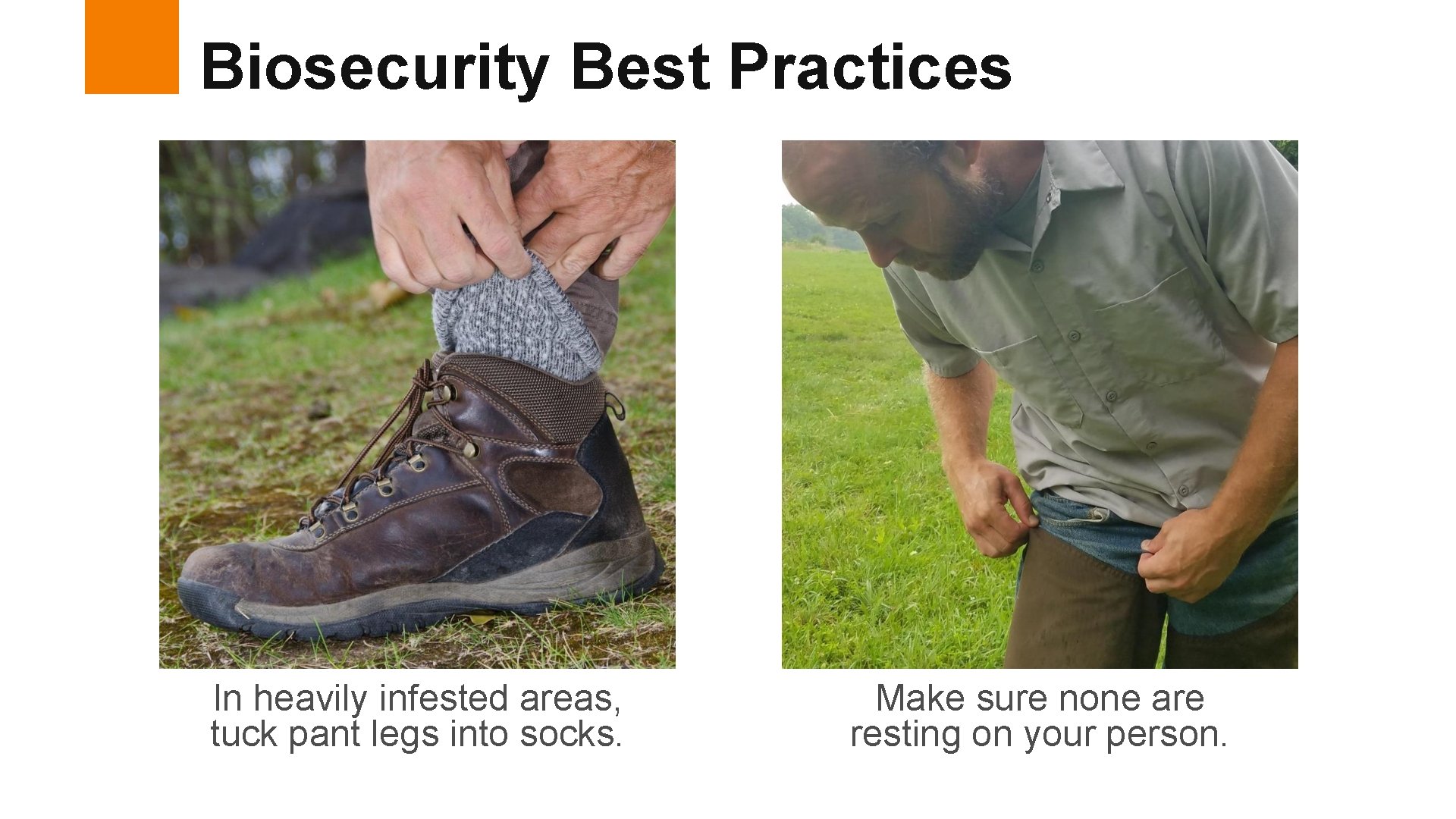 Biosecurity Best Practices In heavily infested areas, tuck pant legs into socks. Make sure