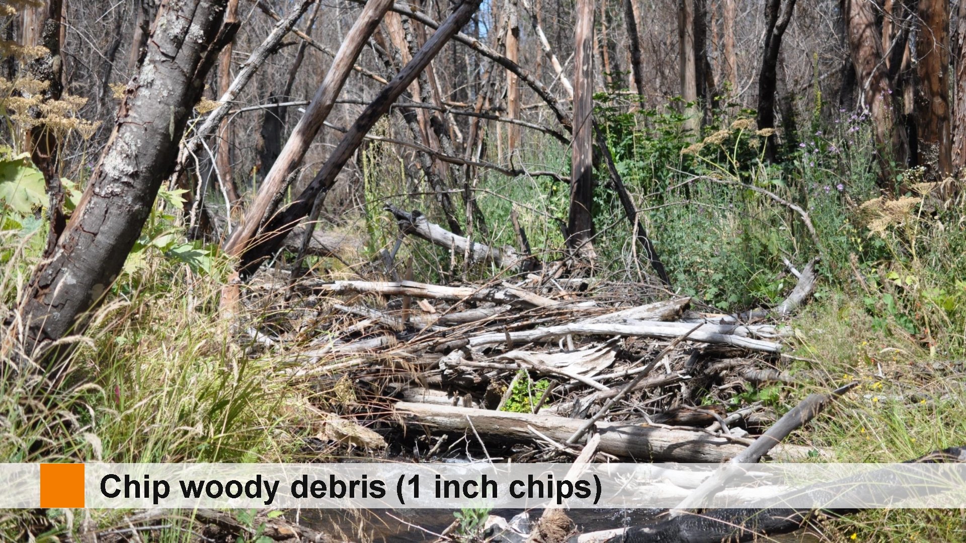 Chip woody debris (1 inch chips) 