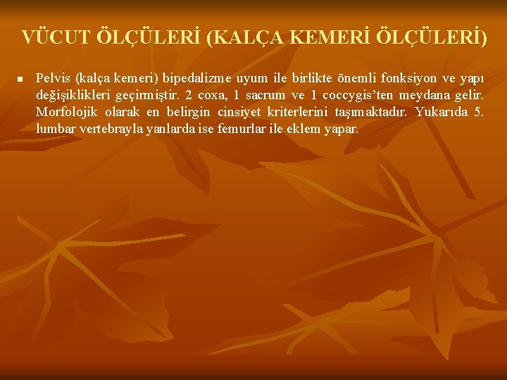 VÜCUT ÖLÇÜLERİ (KALÇA KEMERİ ÖLÇÜLERİ) n Pelvis (kalça kemeri) bipedalizme uyum ile birlikte önemli