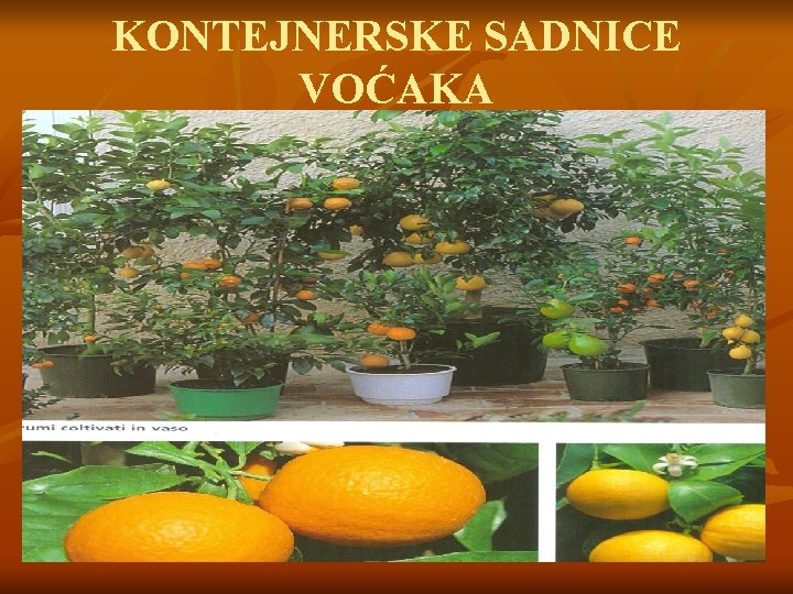 KONTEJNERSKE SADNICE VOĆAKA 