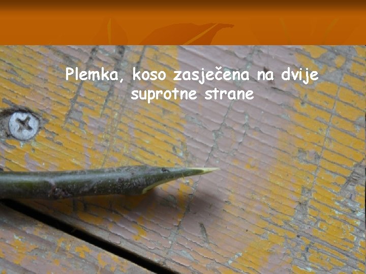 Plemka, koso zasječena na dvije suprotne strane 