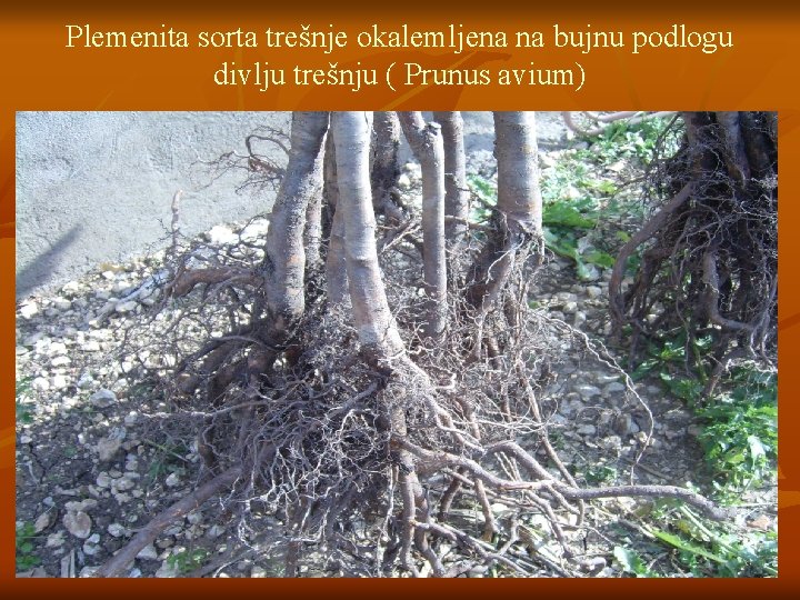 Plemenita sorta trešnje okalemljena na bujnu podlogu divlju trešnju ( Prunus avium) 