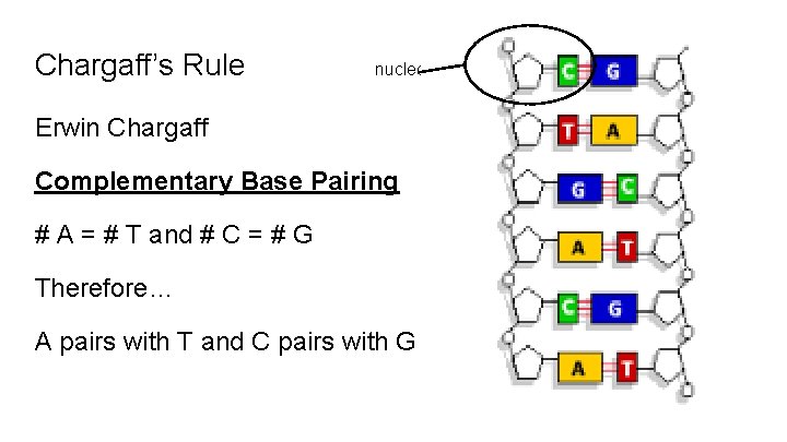 Chargaff’s Rule nucleotide Erwin Chargaff Complementary Base Pairing # A = # T and