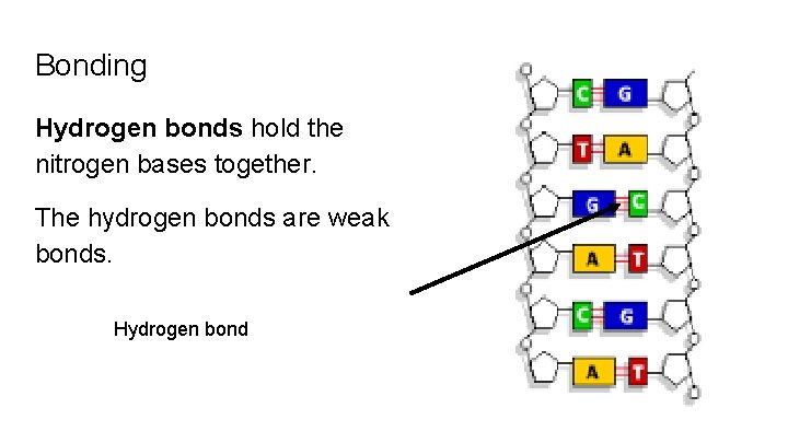 Bonding Hydrogen bonds hold the nitrogen bases together. The hydrogen bonds are weak bonds.