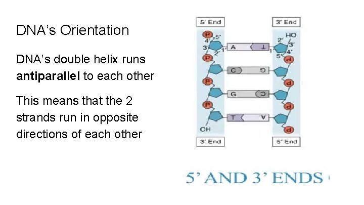 DNA’s Orientation DNA’s double helix runs antiparallel to each other This means that the