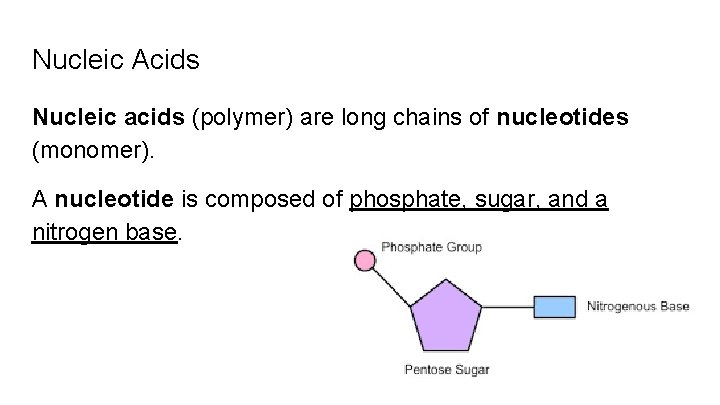 Nucleic Acids Nucleic acids (polymer) are long chains of nucleotides (monomer). A nucleotide is