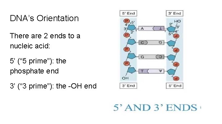 DNA’s Orientation There are 2 ends to a nucleic acid: 5’ (“ 5 prime”):