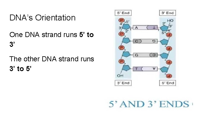 DNA’s Orientation One DNA strand runs 5’ to 3’ The other DNA strand runs