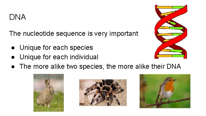 DNA The nucleotide sequence is very important ● Unique for each species ● Unique