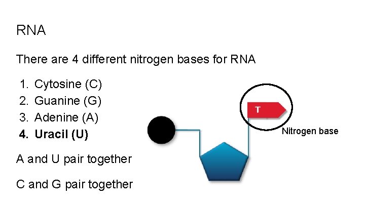RNA There are 4 different nitrogen bases for RNA 1. 2. 3. 4. Cytosine