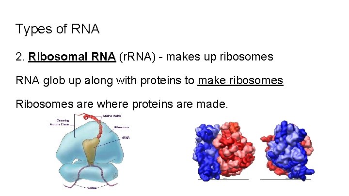 Types of RNA 2. Ribosomal RNA (r. RNA) - makes up ribosomes RNA glob