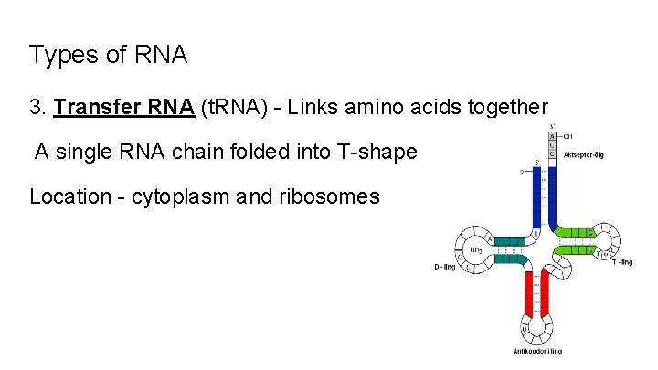 Types of RNA 3. Transfer RNA (t. RNA) - Links amino acids together A