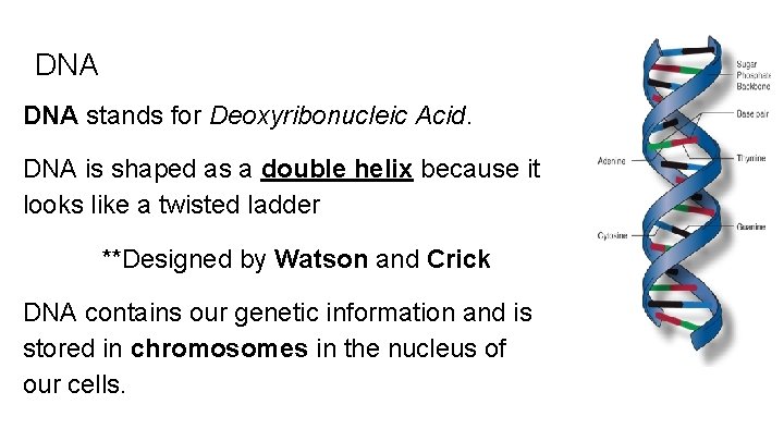 DNA stands for Deoxyribonucleic Acid. DNA is shaped as a double helix because it