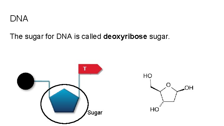 DNA The sugar for DNA is called deoxyribose sugar. Sugar 