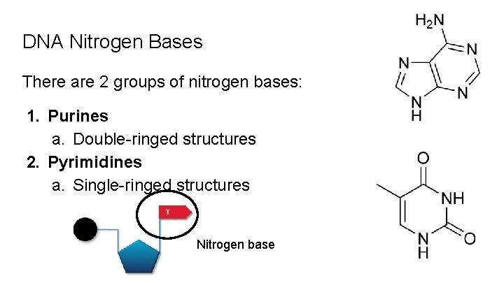 DNA Nitrogen Bases There are 2 groups of nitrogen bases: 1. Purines a. Double-ringed