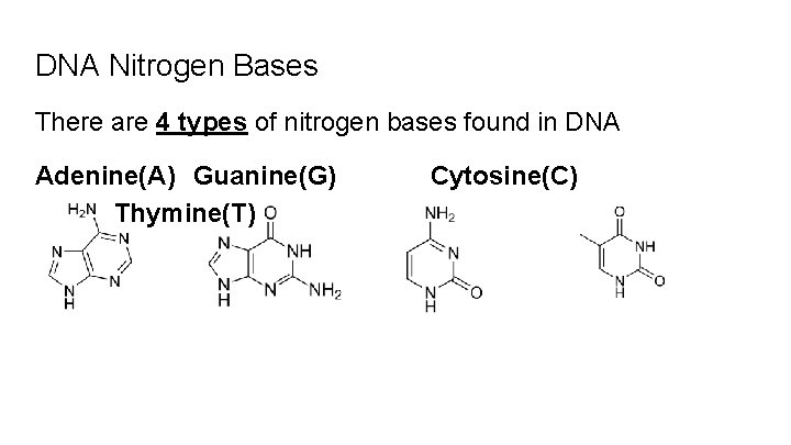DNA Nitrogen Bases There are 4 types of nitrogen bases found in DNA Adenine(A)