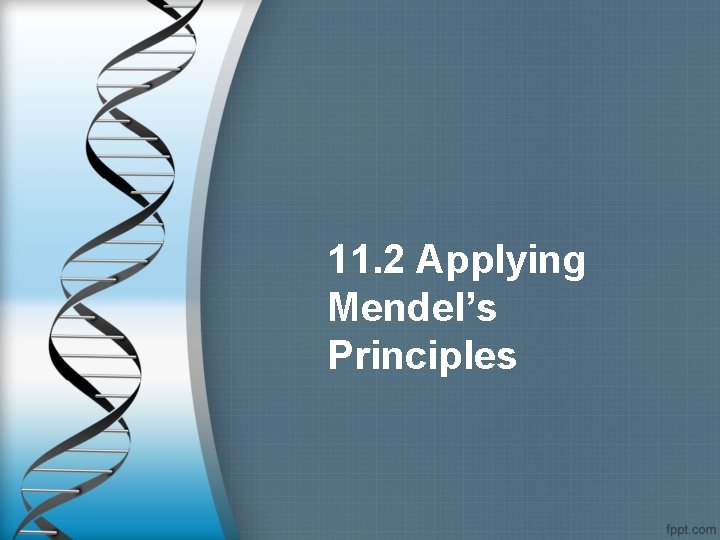 11. 2 Applying Mendel’s Principles 