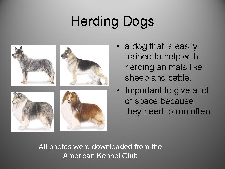 Herding Dogs • a dog that is easily trained to help with herding animals