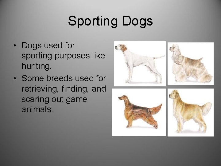 Sporting Dogs • Dogs used for sporting purposes like hunting. • Some breeds used