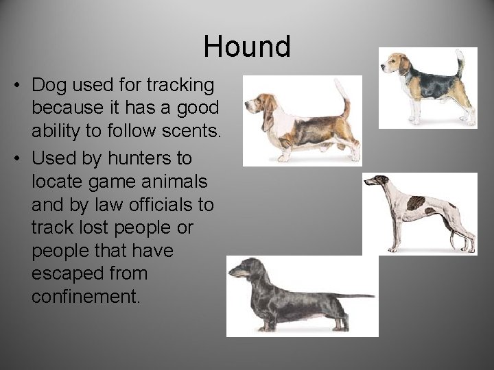 Hound • Dog used for tracking because it has a good ability to follow