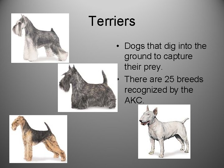 Terriers • Dogs that dig into the ground to capture their prey. • There