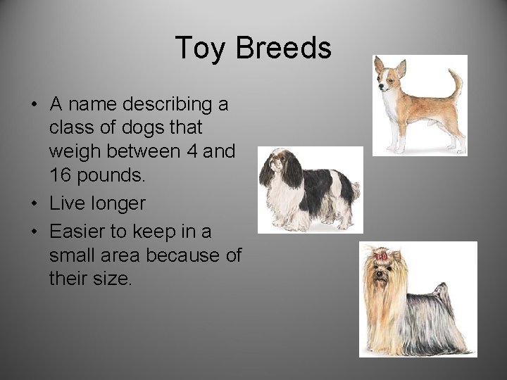 Toy Breeds • A name describing a class of dogs that weigh between 4