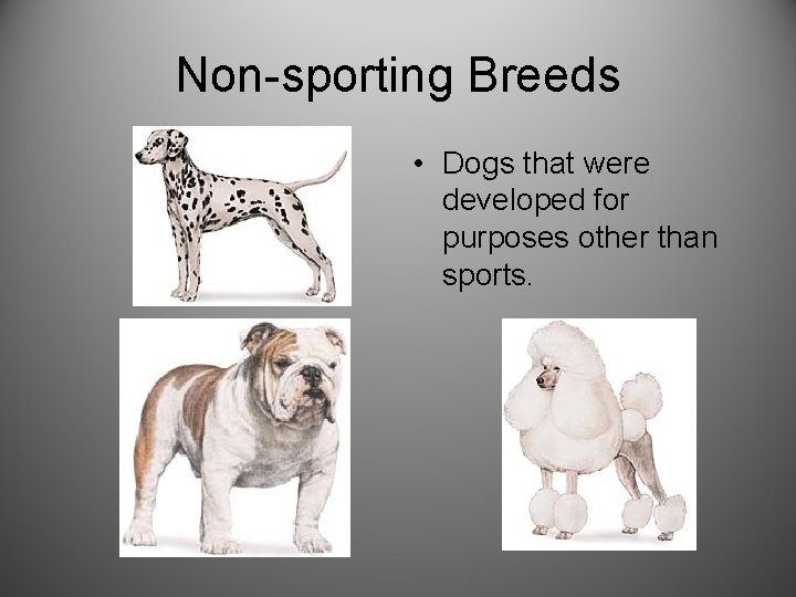 Non-sporting Breeds • Dogs that were developed for purposes other than sports. 