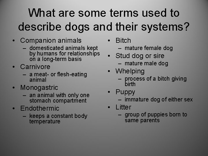 What are some terms used to describe dogs and their systems? • Companion animals
