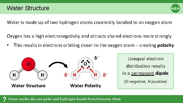 Water Structure Water is made up of two hydrogen atoms covalently bonded to an Water Structure Water is made up of two hydrogen atoms covalently bonded to an