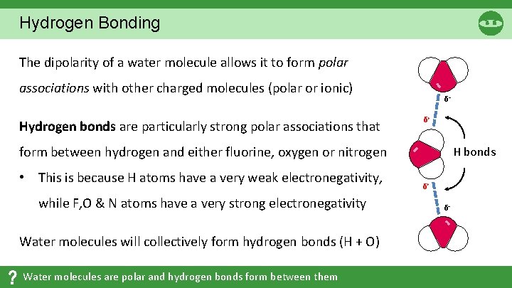 Hydrogen Bonding The dipolarity of a water molecule allows it to form polar associations Hydrogen Bonding The dipolarity of a water molecule allows it to form polar associations