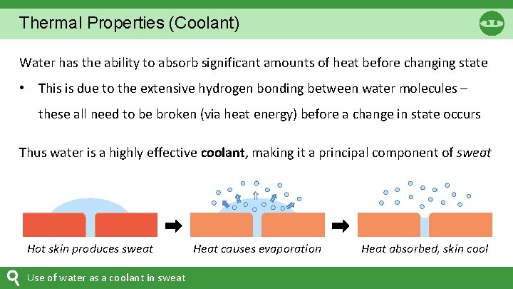 Thermal Properties (Coolant) Water has the ability to absorb significant amounts of heat before Thermal Properties (Coolant) Water has the ability to absorb significant amounts of heat before