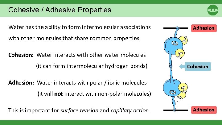 Cohesive / Adhesive Properties Water has the ability to form intermolecular associations Adhesion with Cohesive / Adhesive Properties Water has the ability to form intermolecular associations Adhesion with