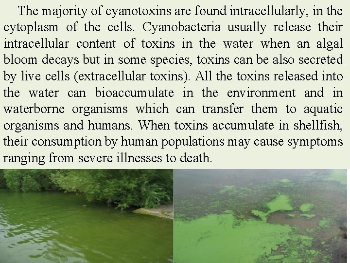The majority of cyanotoxins are found intracellularly, in the cytoplasm of the cells. Cyanobacteria