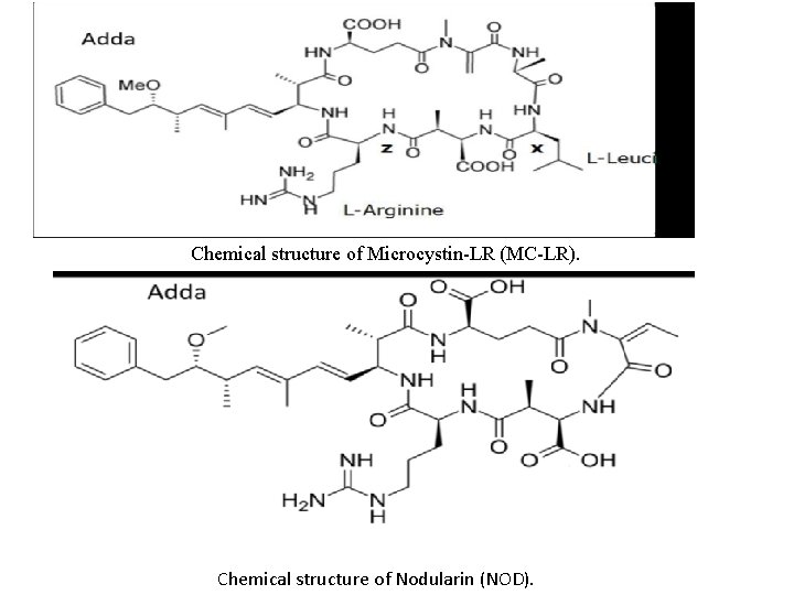 Chemical structure of Microcystin-LR (MC-LR). Chemical structure of Nodularin (NOD). 