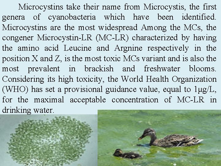 Microcystins take their name from Microcystis, the first genera of cyanobacteria which have been