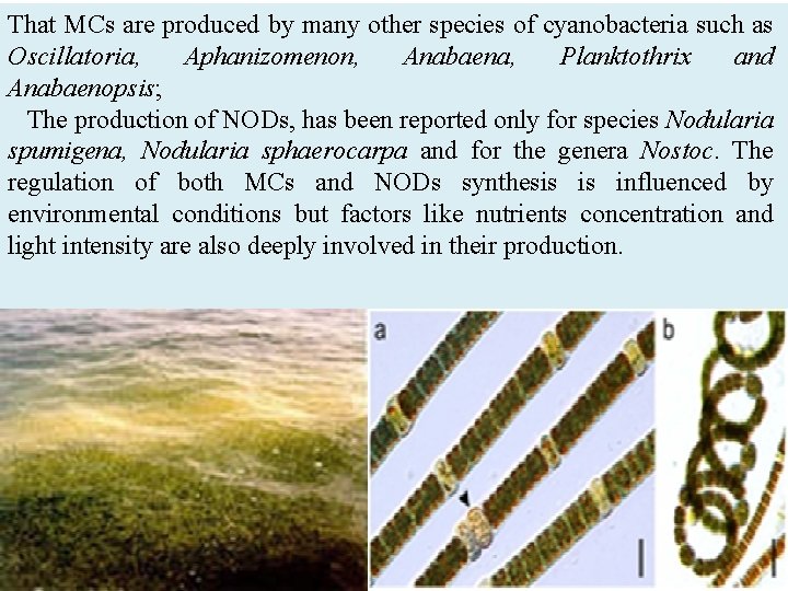 That MCs are produced by many other species of cyanobacteria such as Oscillatoria, Aphanizomenon,