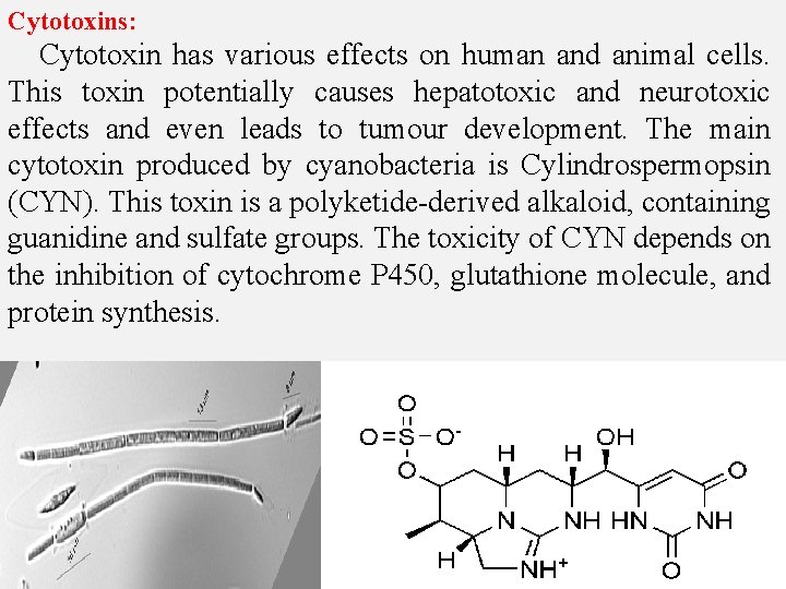 Cytotoxins: Cytotoxin has various effects on human and animal cells. This toxin potentially causes