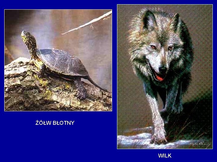 ŻÓŁW BŁOTNY WILK 