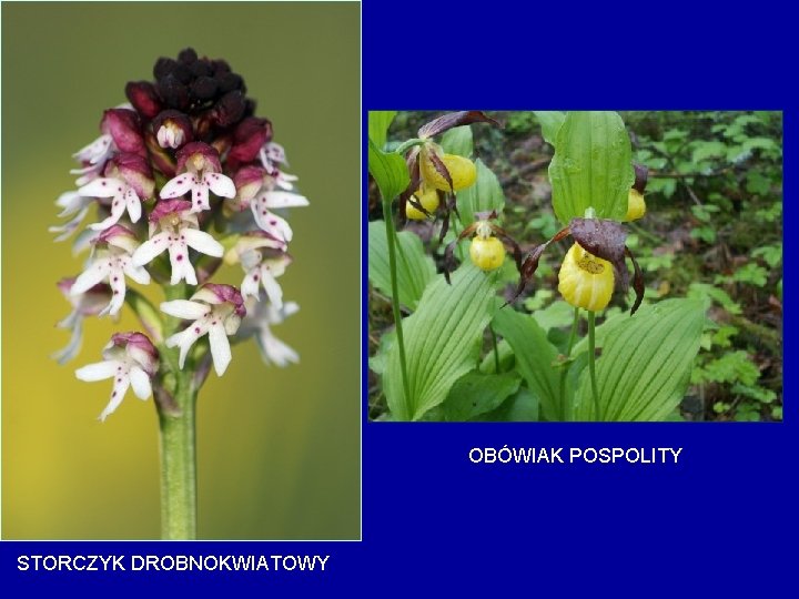 OBÓWIAK POSPOLITY STORCZYK DROBNOKWIATOWY 