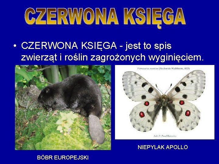  • CZERWONA KSIĘGA - jest to spis zwierząt i roślin zagrożonych wyginięciem. NIEPYLAK