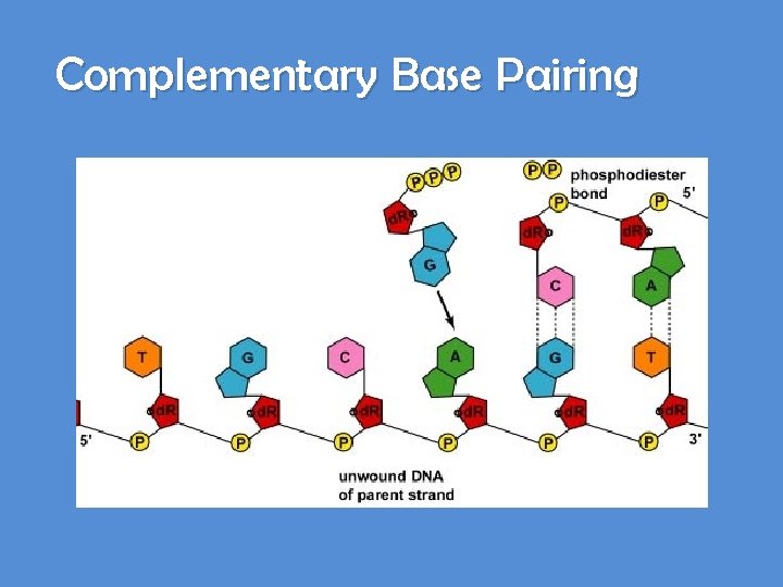 Complementary Base Pairing 