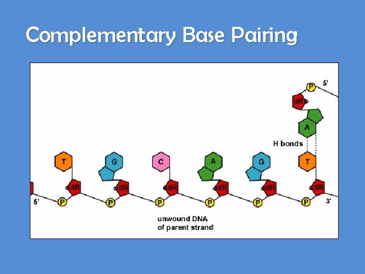 Complementary Base Pairing 