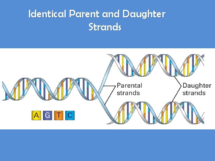 Identical Parent and Daughter Strands 