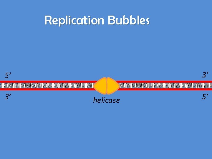 Replication Bubbles 3’ 5’ 3’ helicase 5’ 
