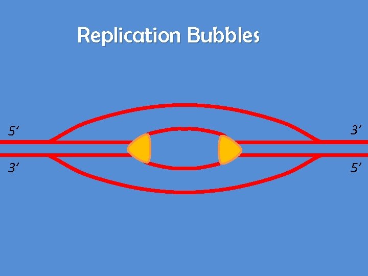 Replication Bubbles 5’ 3’ 3’ 5’ 